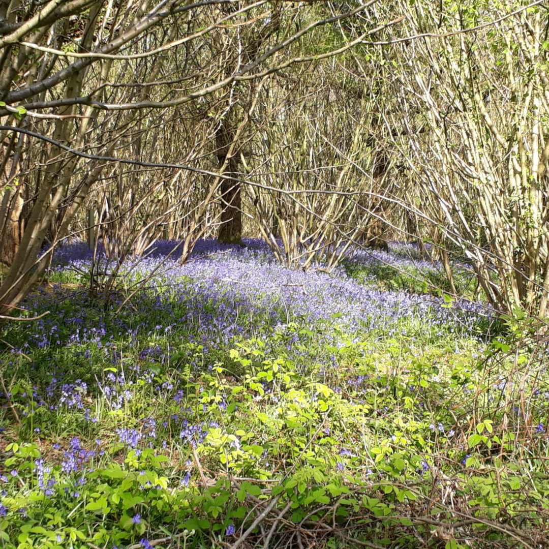 Michelmersh Manor Farm Bluebells