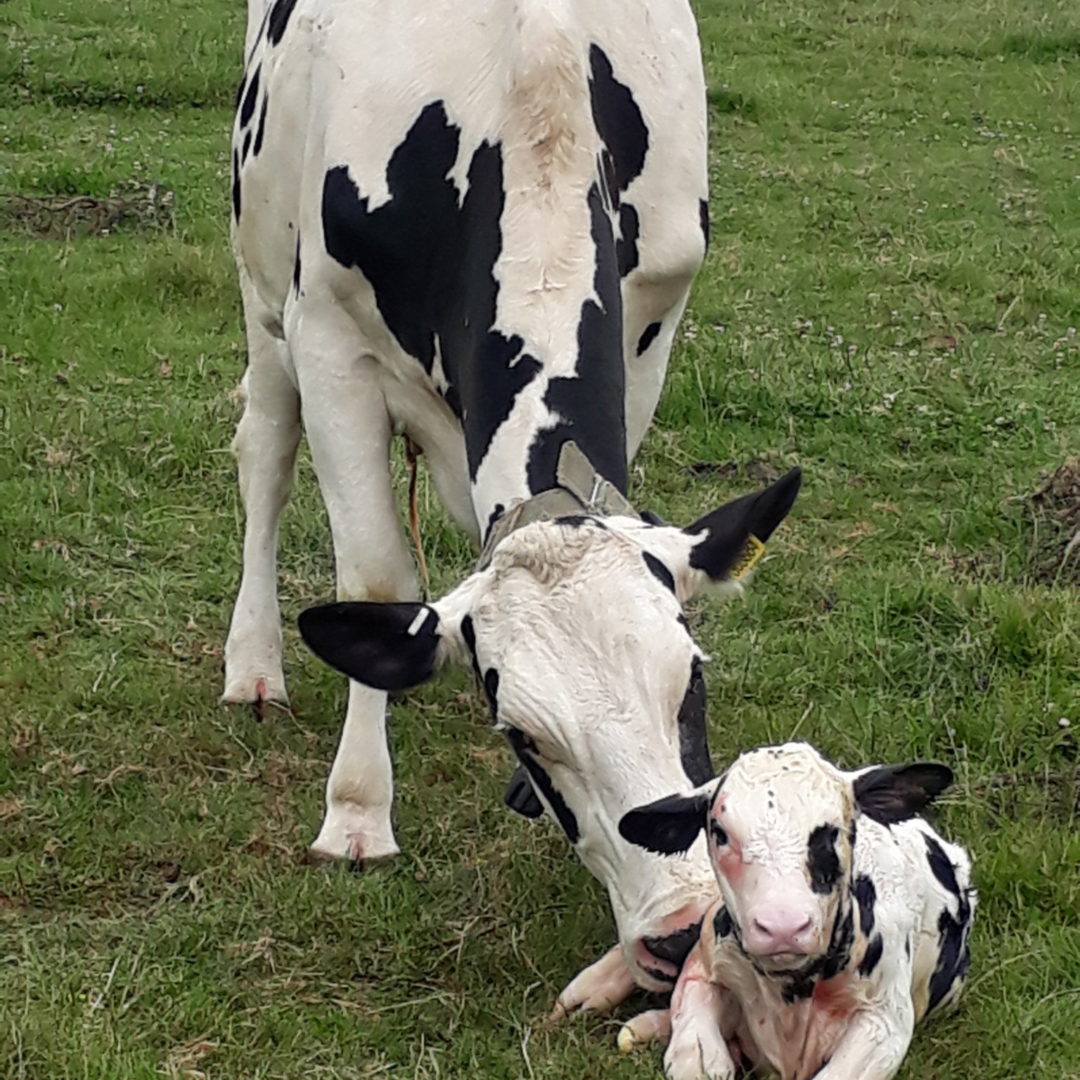 Cow and calf