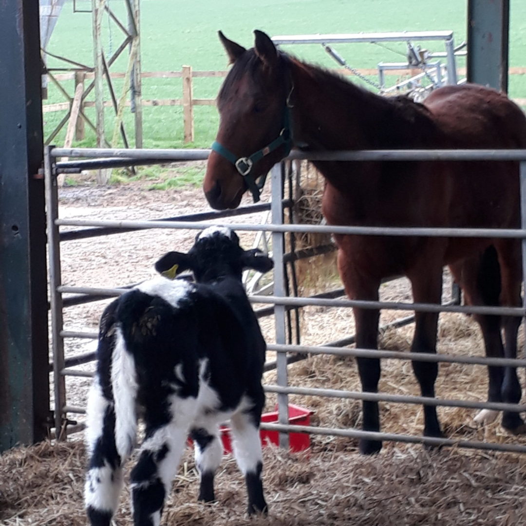 Horse and calf