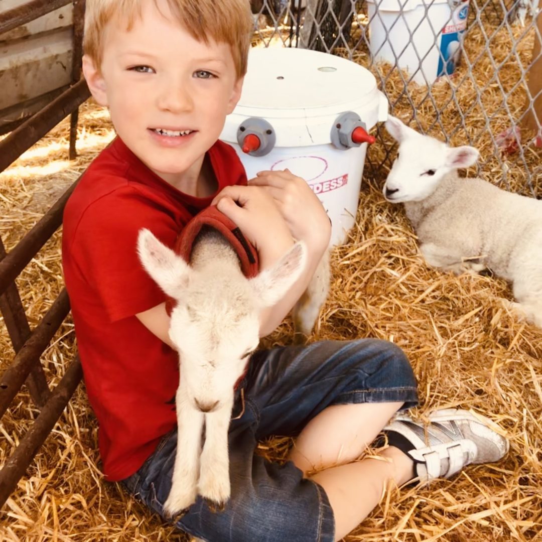 Michelmersh Manor Farm Louis and lamb