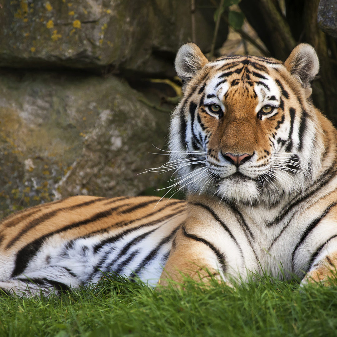 Michelmersh Manor Farm Marwell Zoo