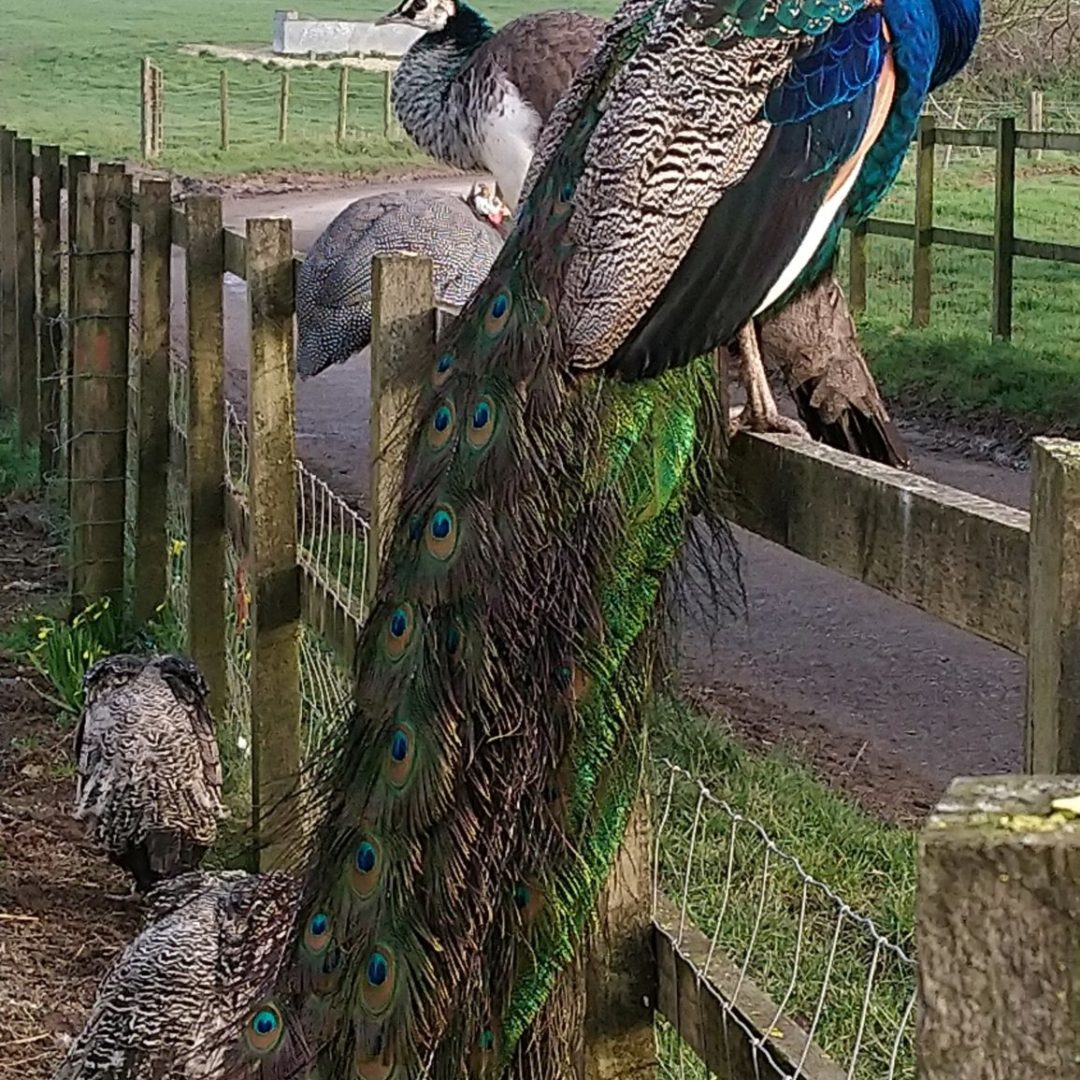 Peacocks