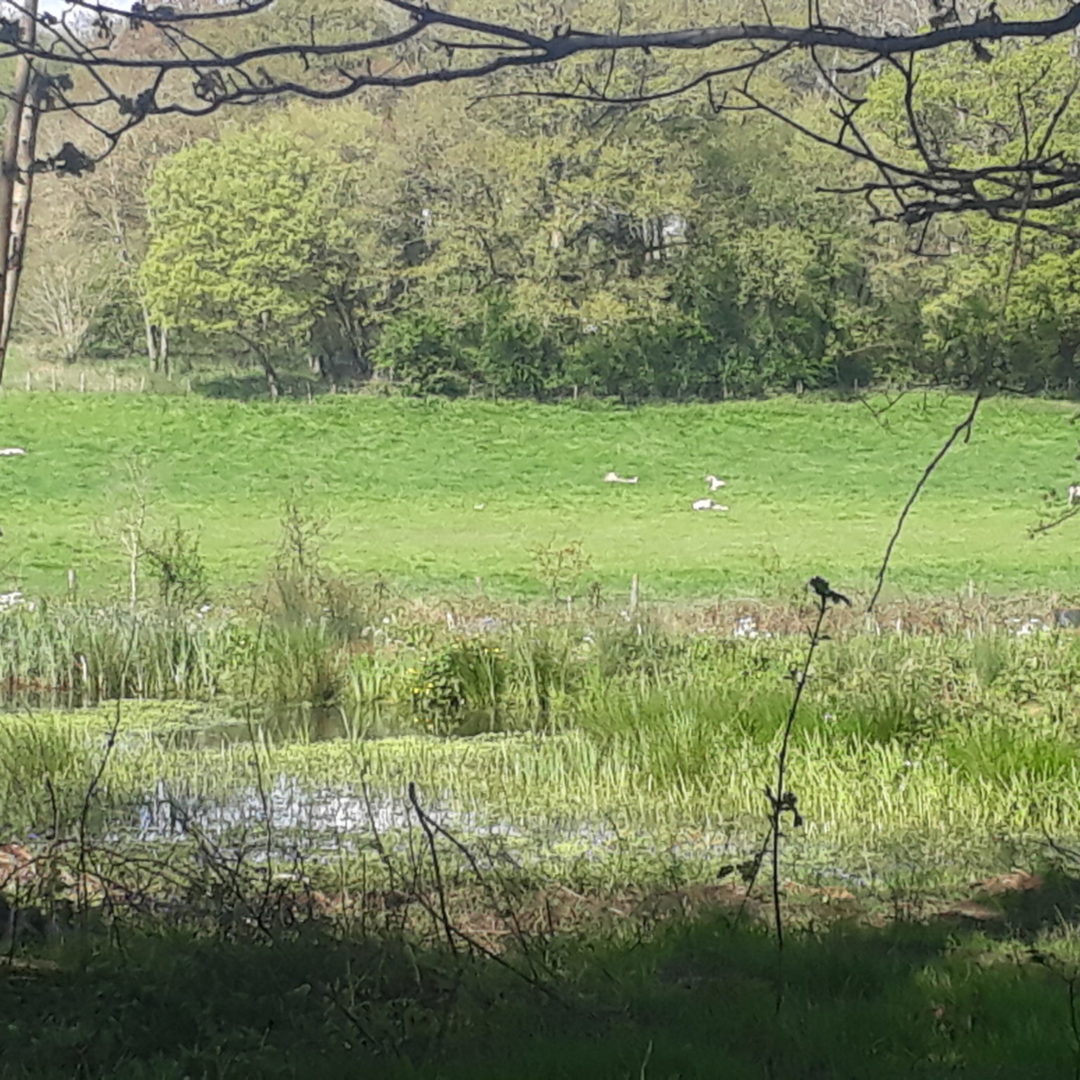 Michelmersh Manor Farm Pond