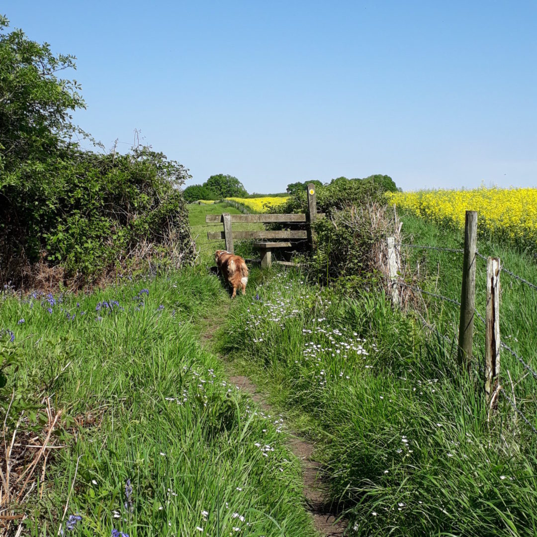 michelmersh manor farm Evie on footpath