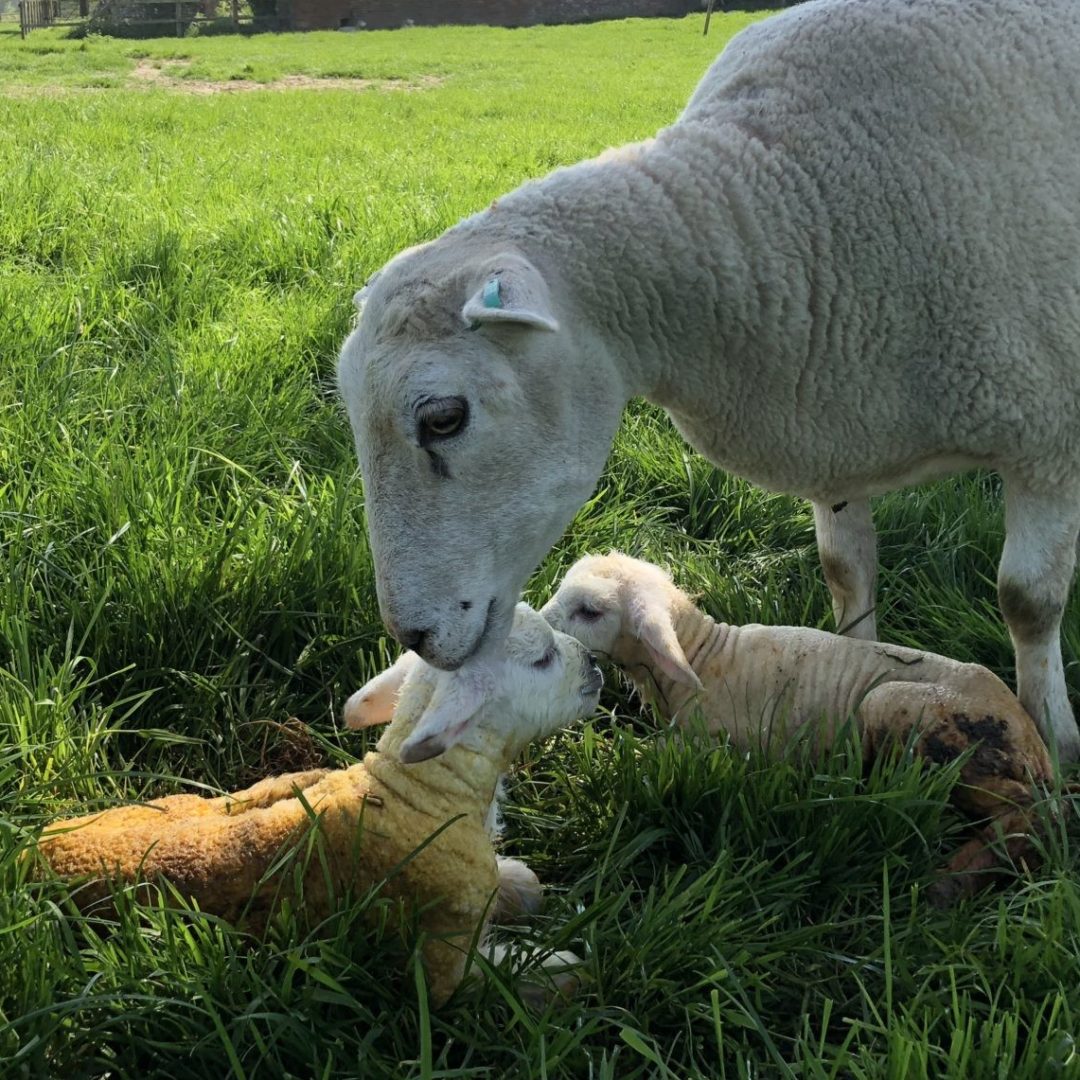 Michelmersh Manor Farm ewe and lamb new