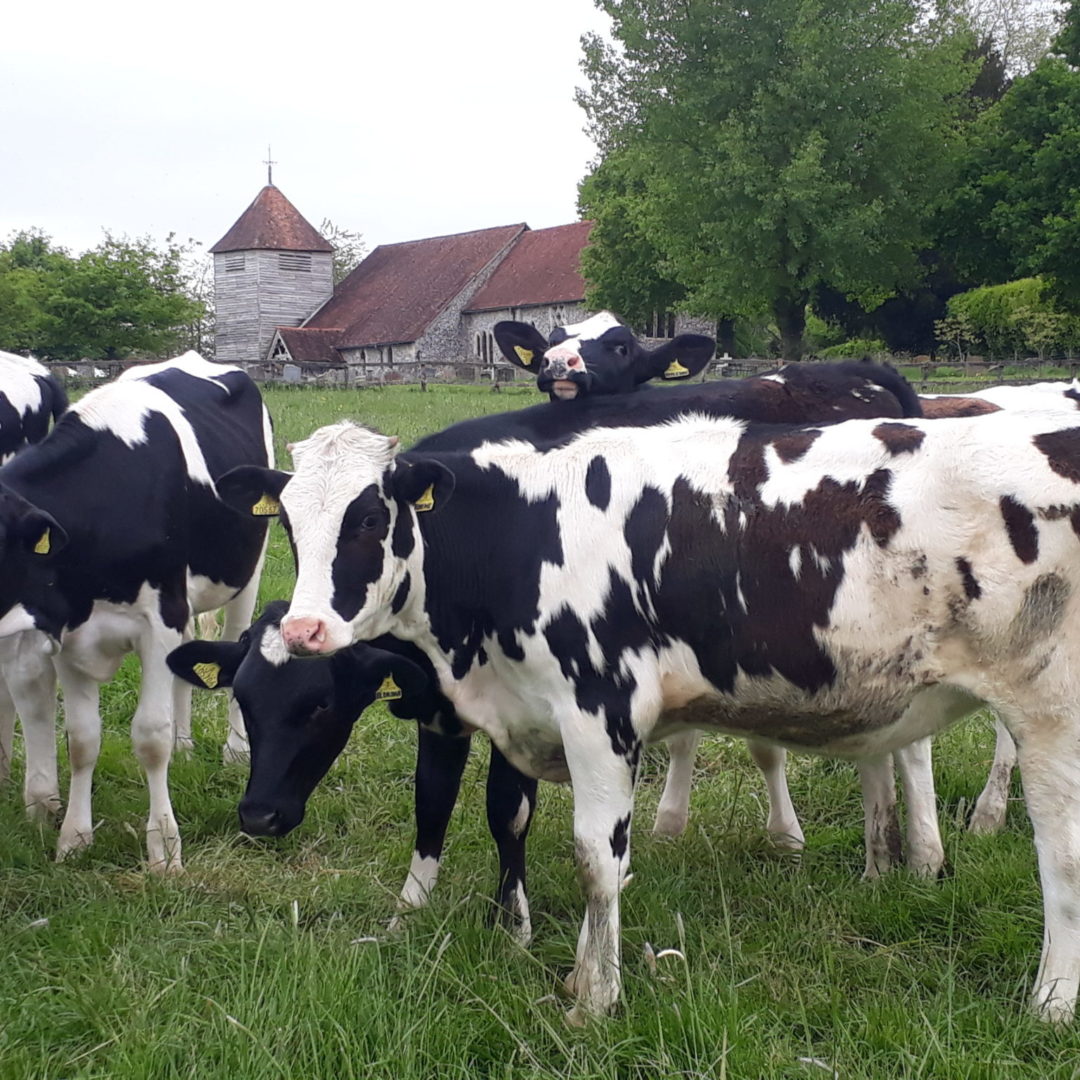 Calves and Church