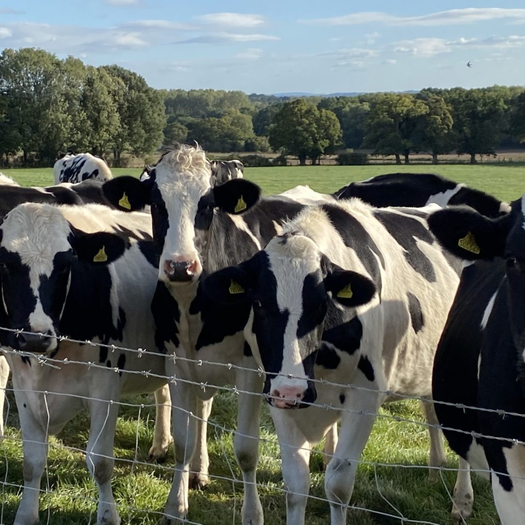 Cows and track