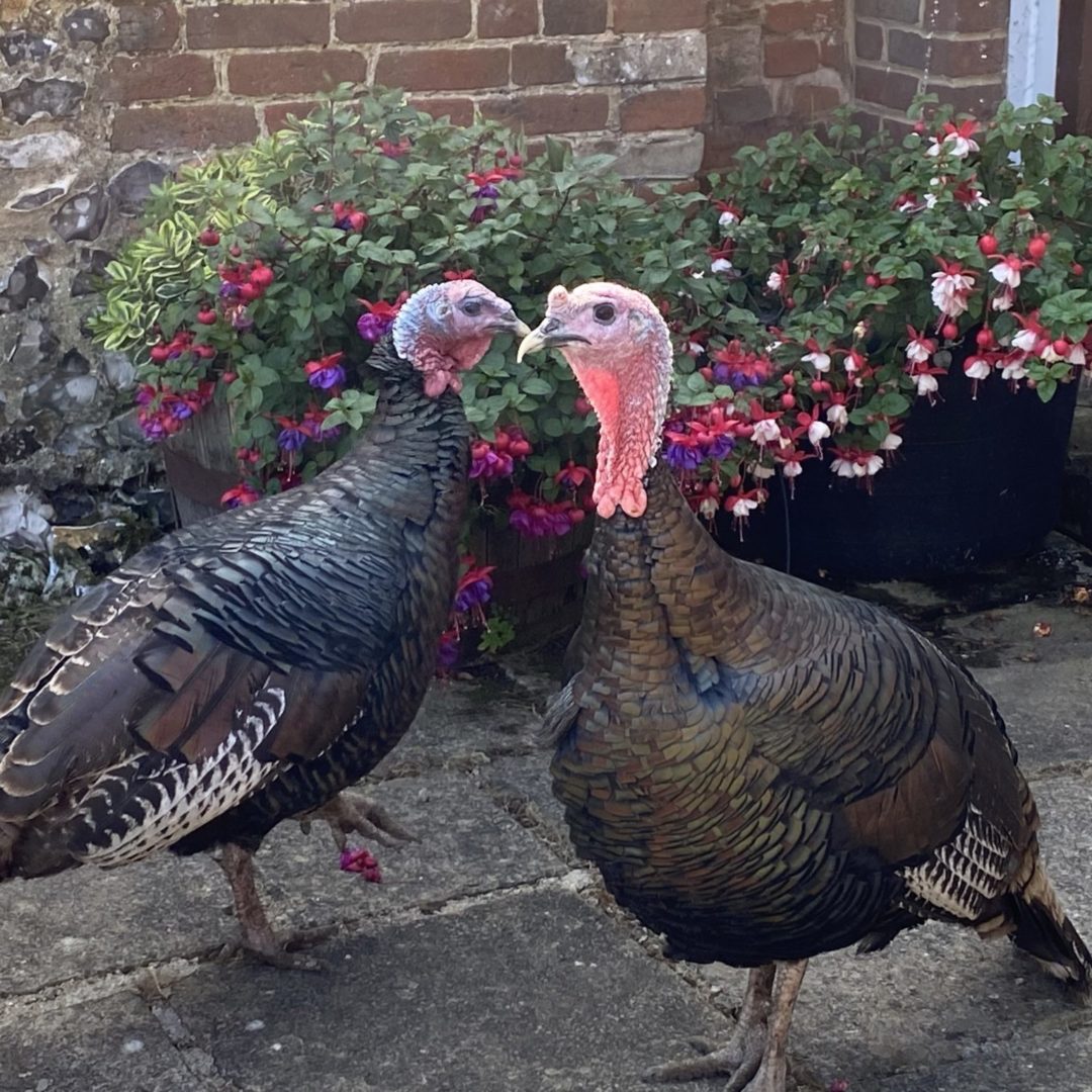 Turkeys and flowers