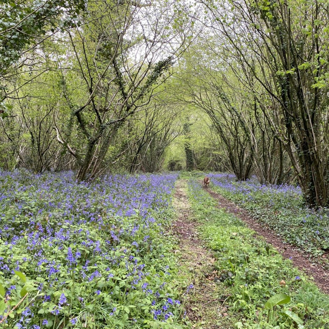 Bluebells