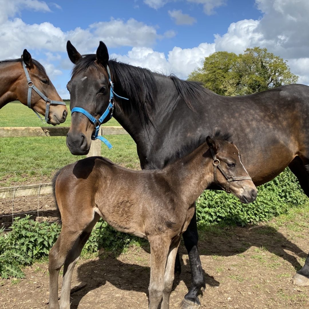 Horse and foal