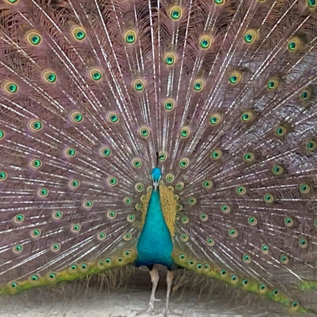 Peacock displaying