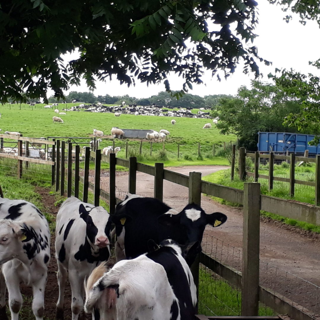 Michelmersh Manor Farm Calves on Lane