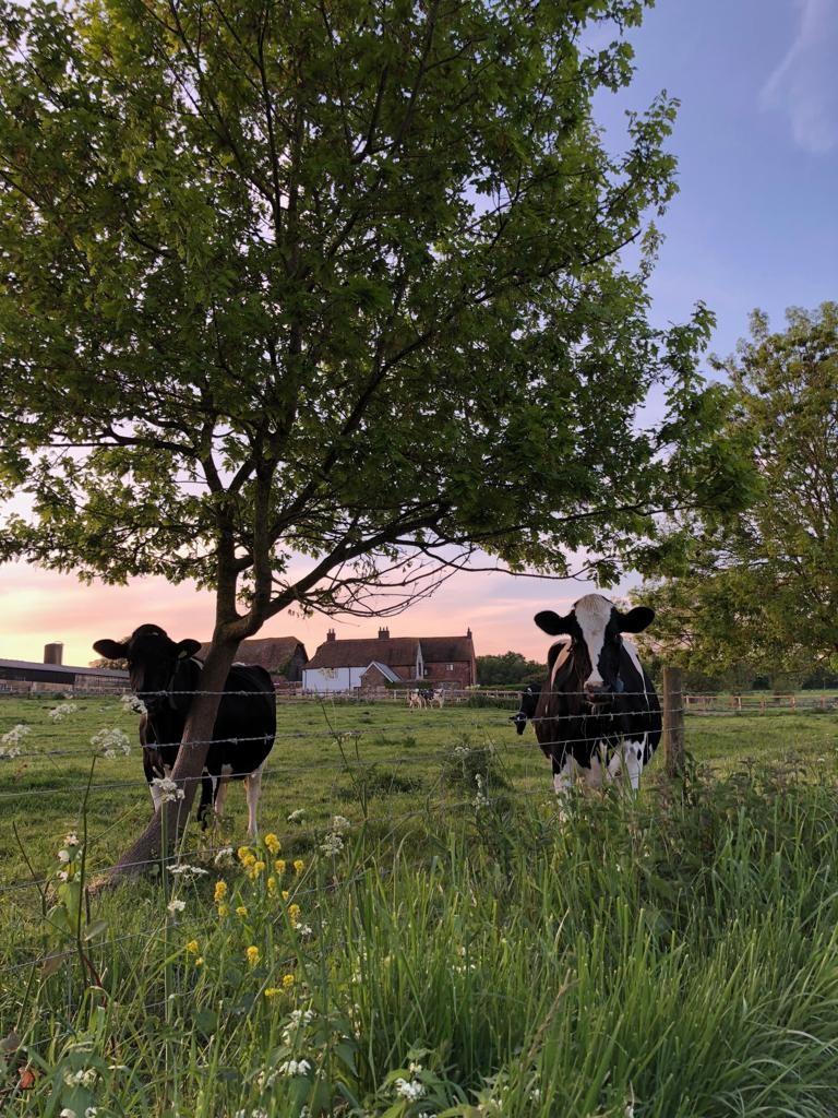 Cows and sunset