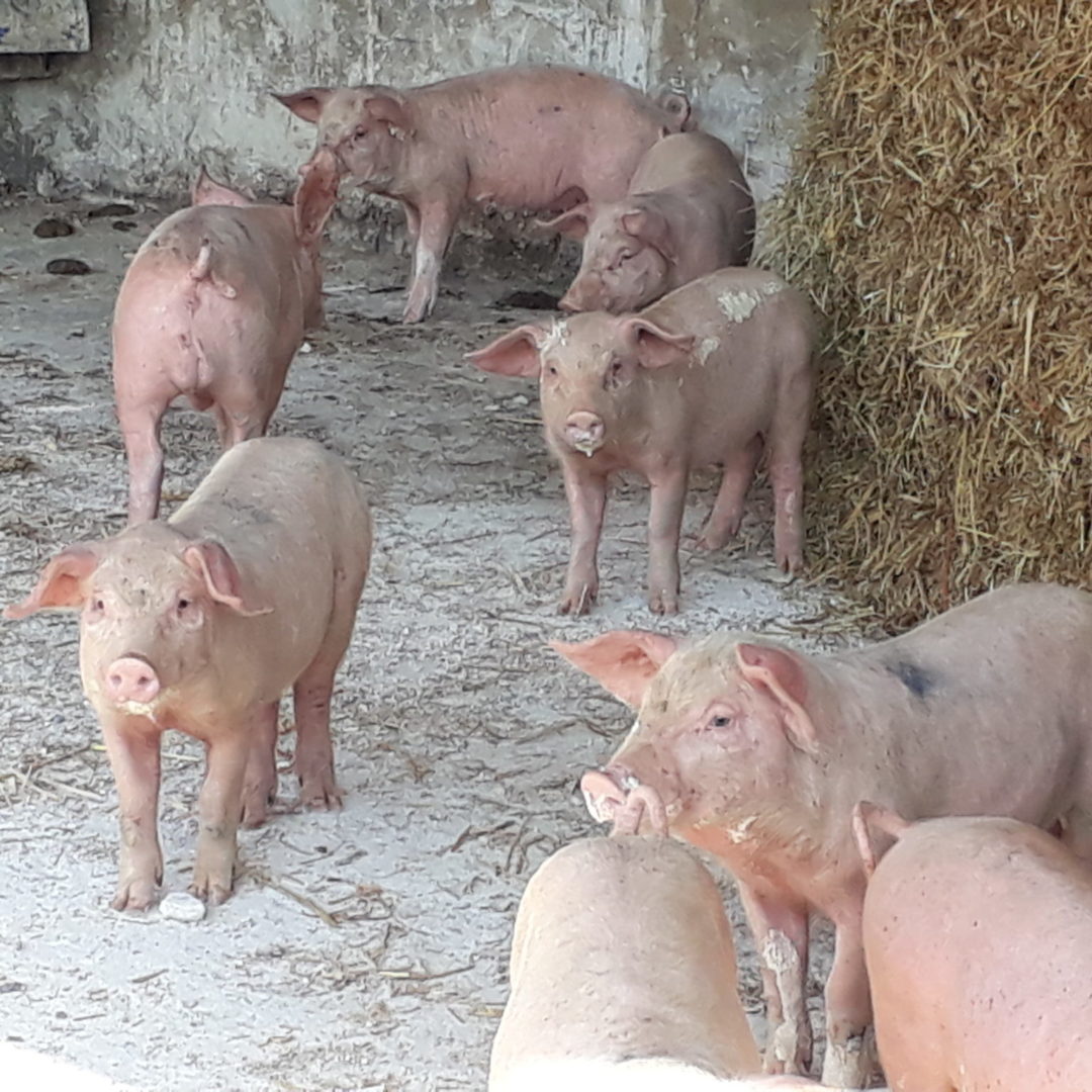 Michelmersh Manor Farm Pigs