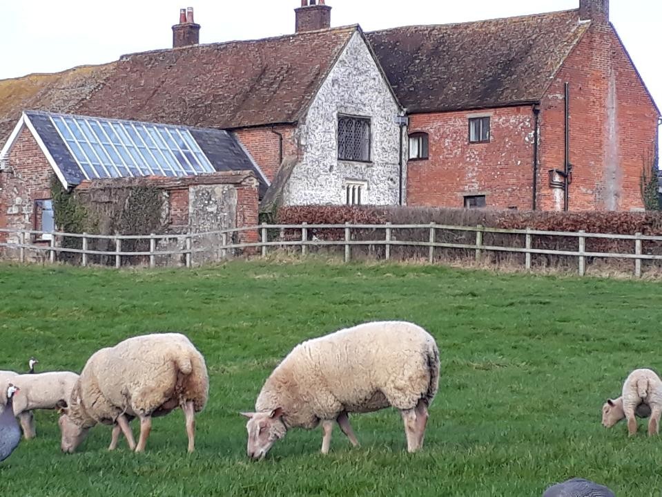 Michelmersh Manor Farm The Manor Sheep