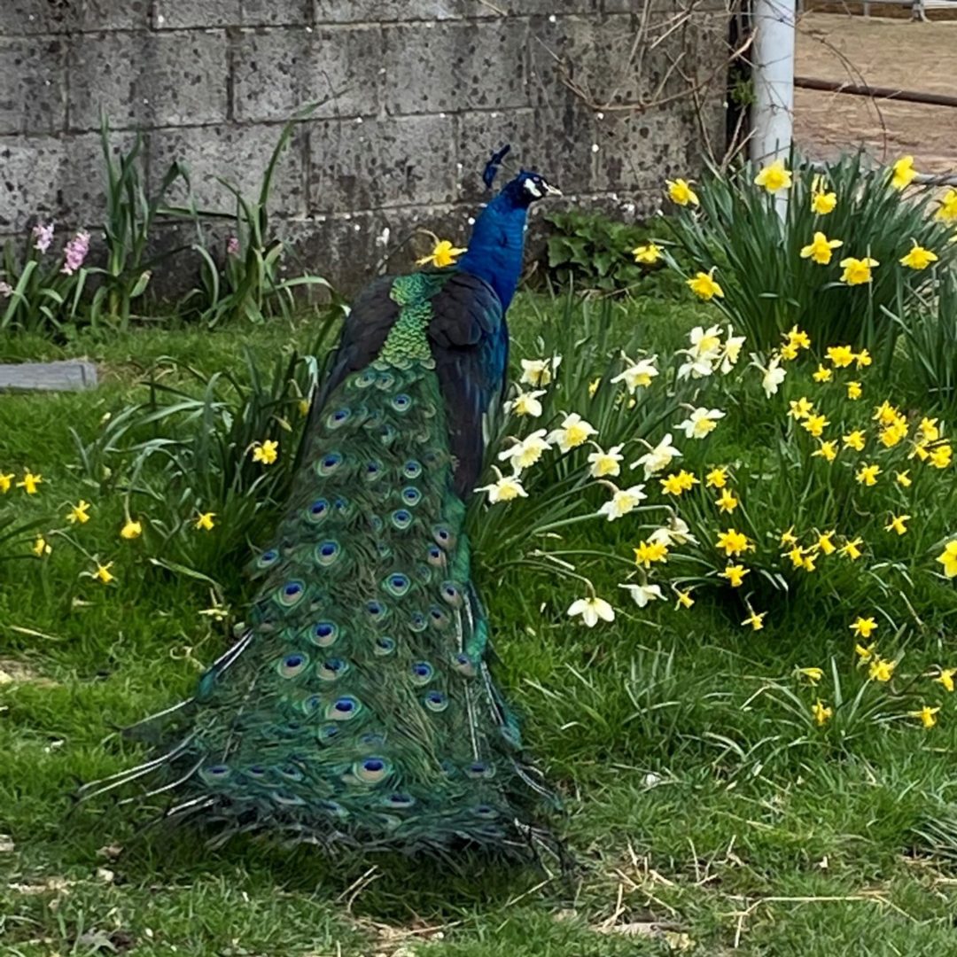 Peacock and Daffs